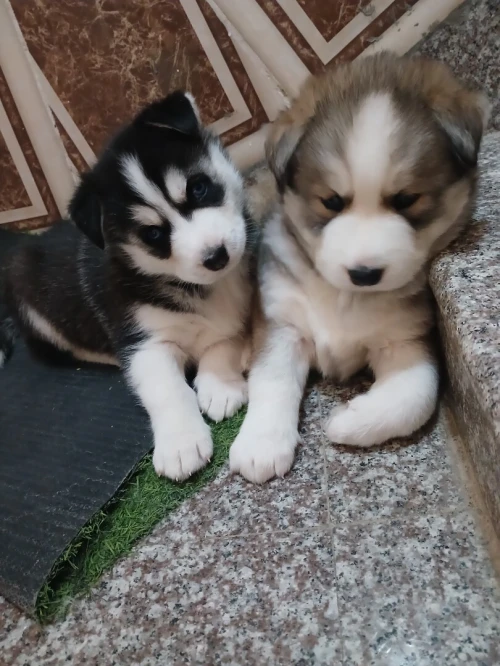 Deux chiots Husky