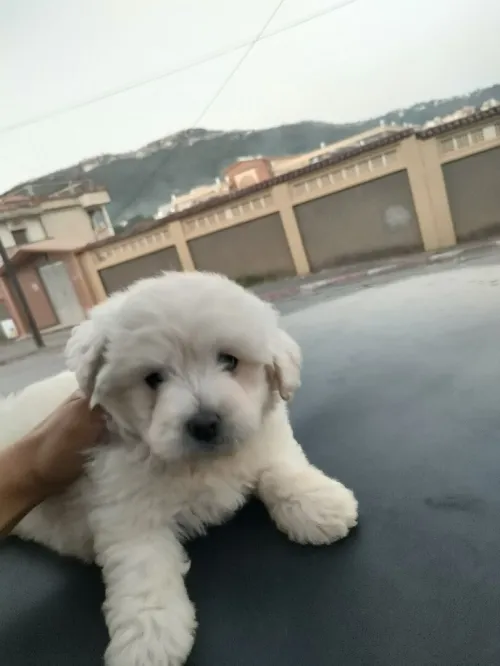 Caniche bichon