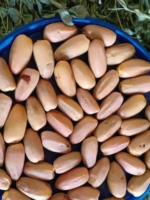 Dattes deglet Nour d'Algérie تمور جزائرية ممتازة