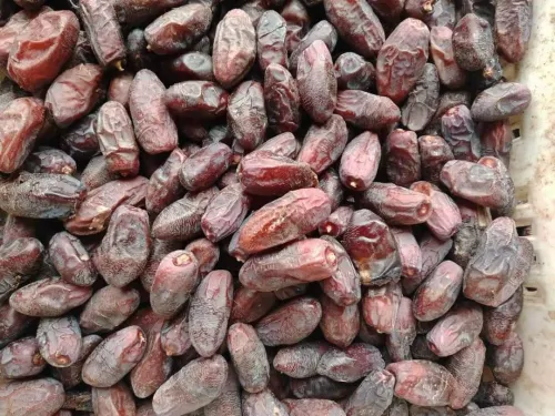 Dattes deglet Nour d'Algérie تمور جزائرية ممتازة