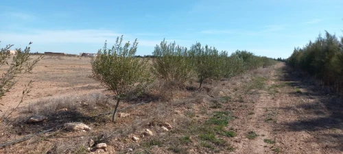 Vente Terrain Djelfa Ain oussara