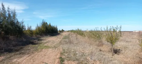 Vente Terrain Djelfa Ain oussara