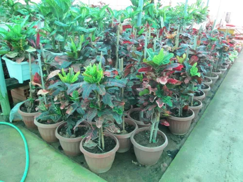 entreprise de création des jardin et entretiens des espace vert  