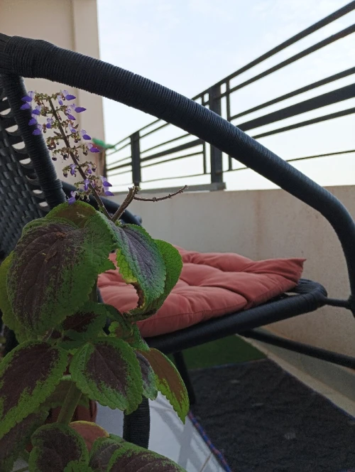 Vente Appartement F3 Tipaza Douaouda