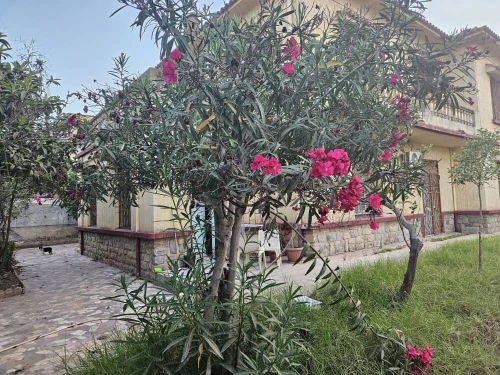 Vente Villa Alger Ain taya