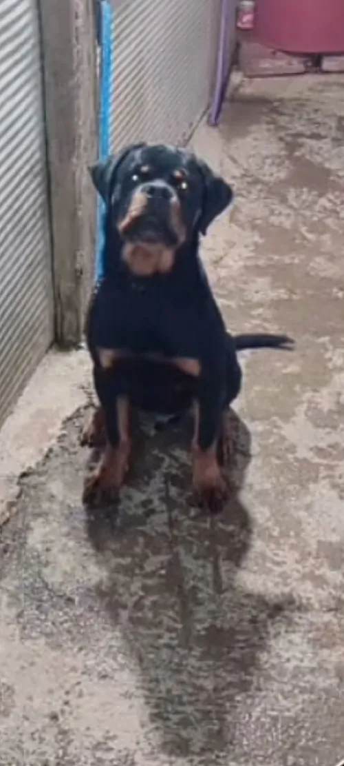 Rottweiler serbie