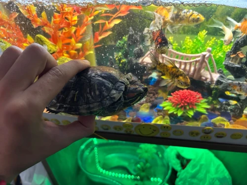 Tortue