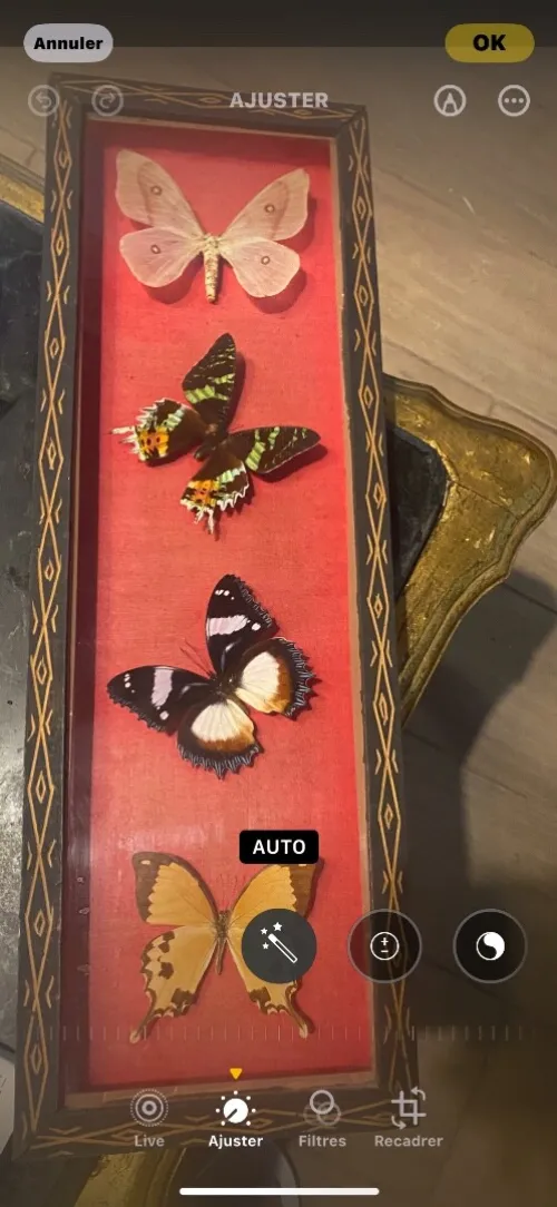 Cadre de papillon antiquaire 