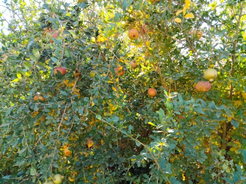 Vente Terrain Agricole Laghouat Laghouat