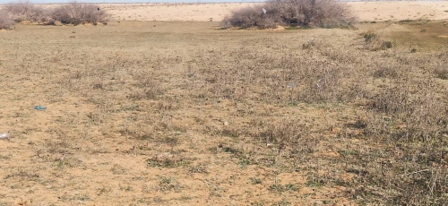 Vente Terrain Agricole Djelfa Ain oussara