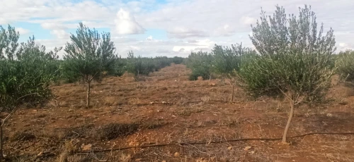Vente Terrain Agricole Djelfa Ain oussara