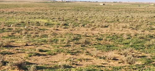 Vente Terrain Agricole Djelfa Benhar