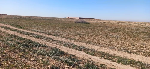 Vente Terrain Agricole Djelfa Birine