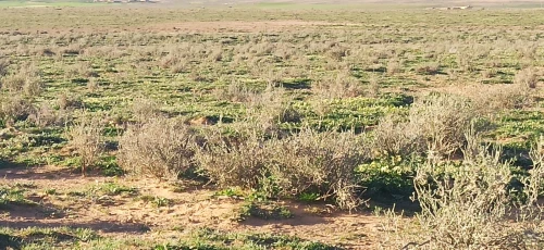 Vente Terrain Agricole Djelfa Benhar