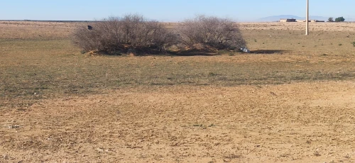 Vente Terrain Agricole Djelfa Ain oussara