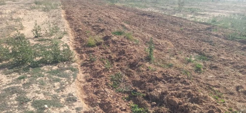 Vente Terrain Agricole Djelfa Ain oussara