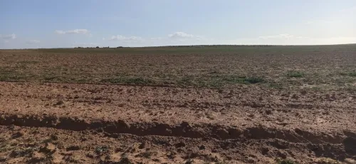 Vente Terrain Agricole Djelfa Ain oussara