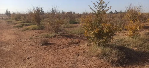 Vente Terrain Agricole Djelfa Ain oussara