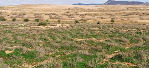 Vente Terrain Agricole Djelfa Had sahary
