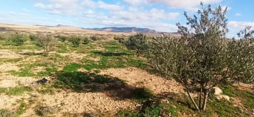 Vente Terrain Agricole Djelfa Had sahary