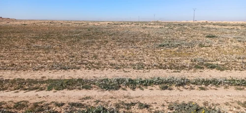 Vente Terrain Agricole Djelfa Birine
