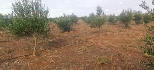 Vente Terrain Agricole Djelfa Ain oussara