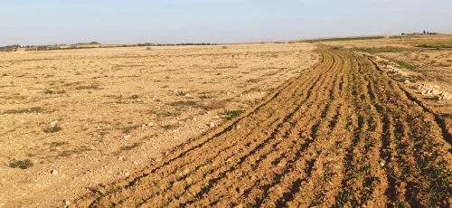 Vente Terrain Agricole Djelfa Ain oussara