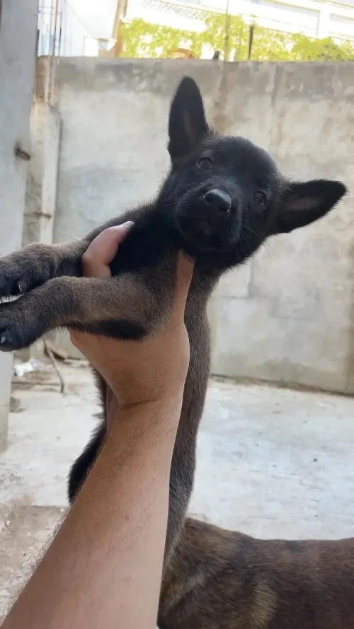 Malinois