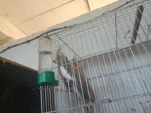 Perruche calopsitte 