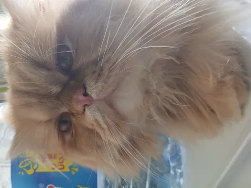 Chats