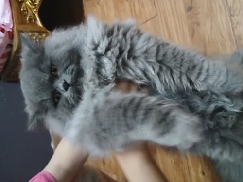 Chats