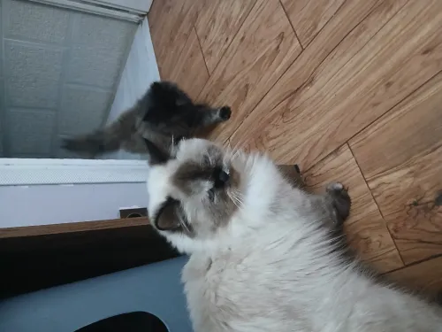 Chats