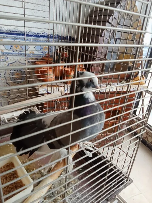 Vendre piègent