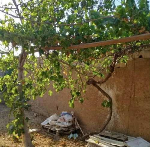Vente Local Tlemcen Ain fezza