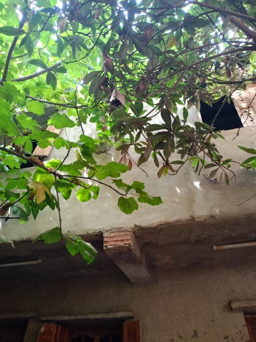 Vente Villa Blida Boufarik