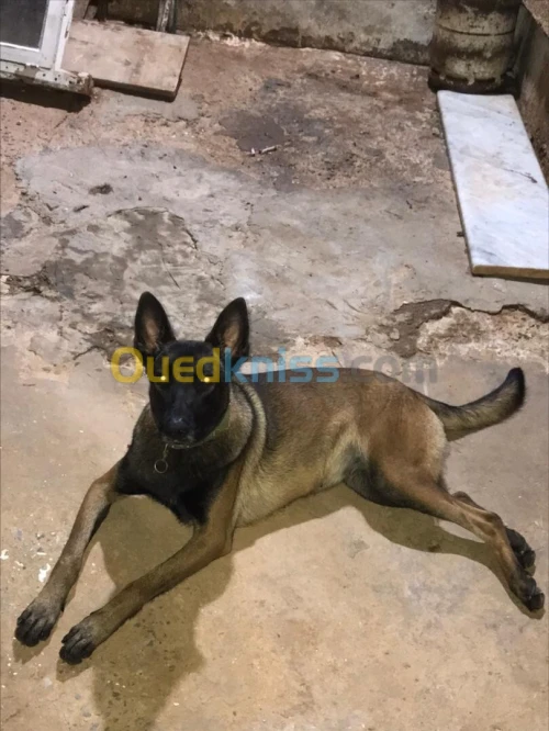 Femelle malinois
