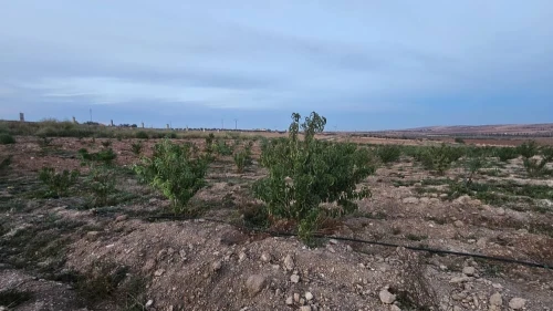 Vente Terrain Agricole Oran Boufatis 13