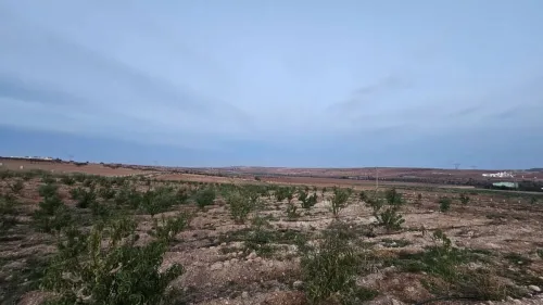 Vente Terrain Agricole Oran Boufatis 7