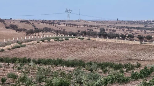 Vente Terrain Agricole Oran Boufatis 8