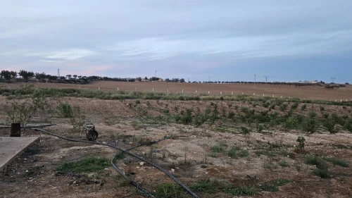 Vente Terrain Agricole Oran Boufatis 6