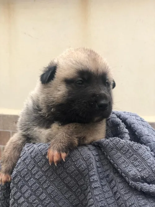 Chiot kangal 30 jours