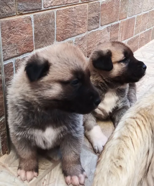 Chiot kangal 30 jours