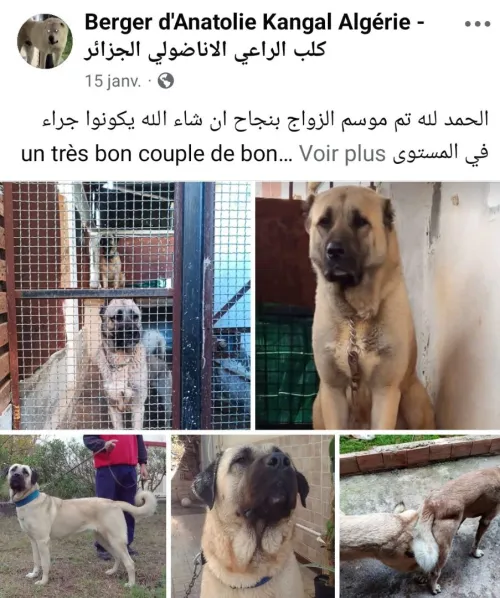 Chiot kangal 30 jours