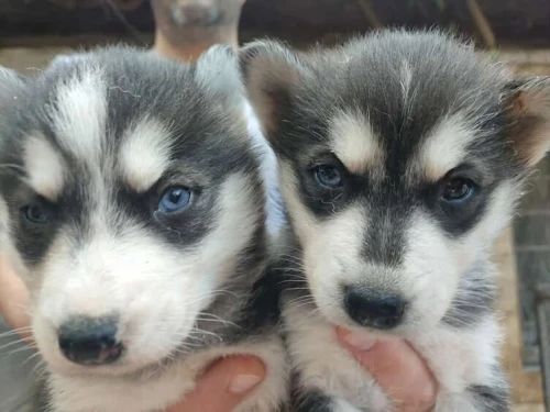 Chiens husky