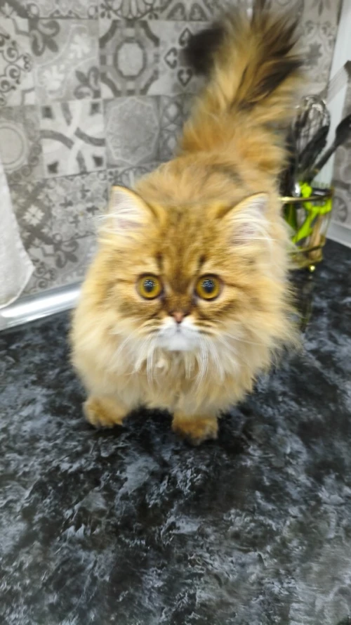 Échange chat Mâle 8 mois Persan Golden tabby peki face adorable