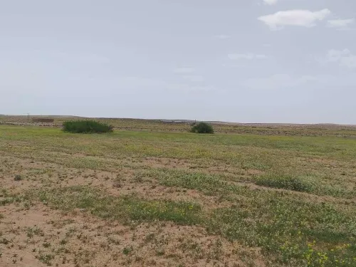 Vente Terrain Agricole M'Sila Zerarka