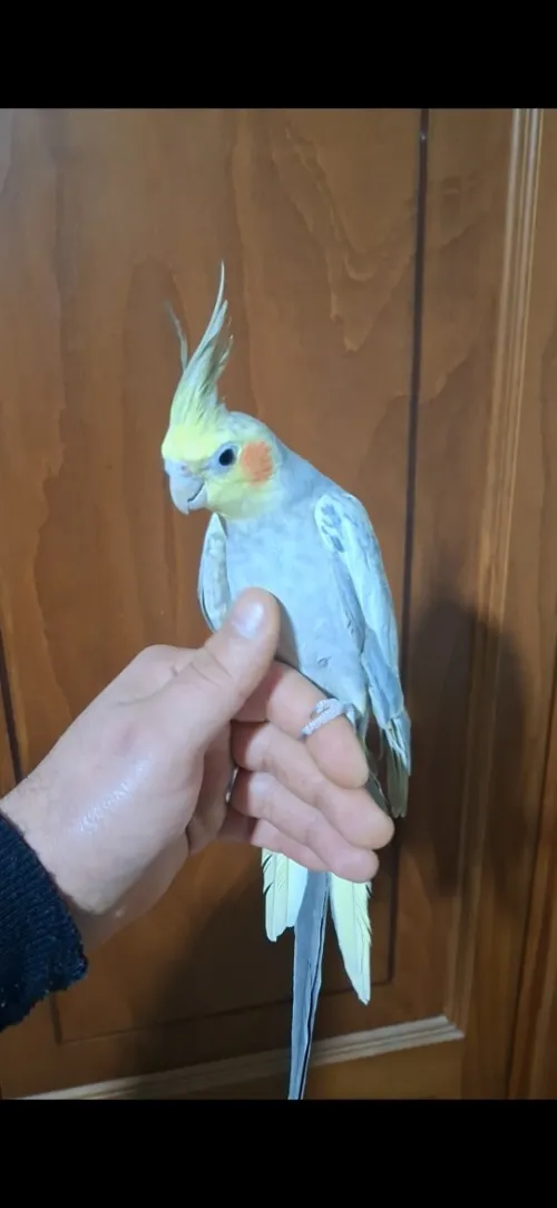 male calopsitte