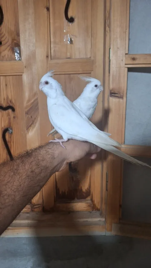 Calopsitte albino 
