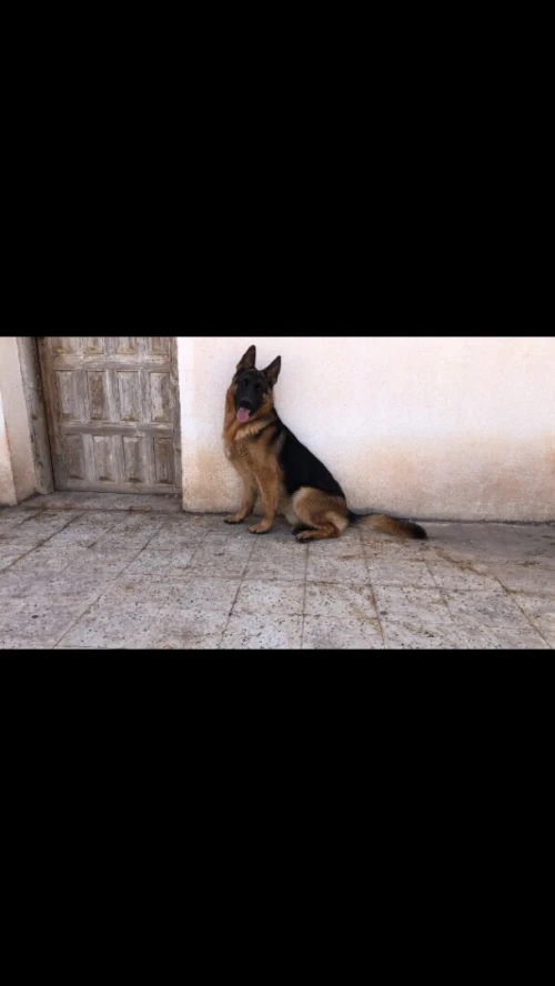 Berger allemand