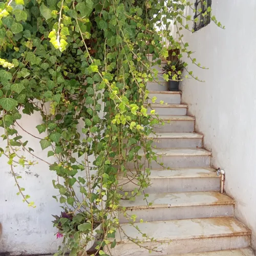 Location vacances Bungalow F3 Tipaza Tipaza